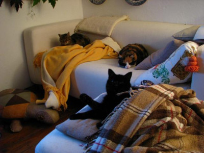 katzenabend.jpg