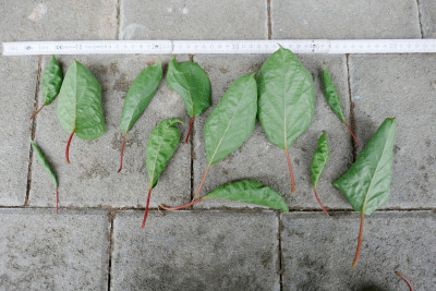 Kiwi-RS-gesamt.jpg