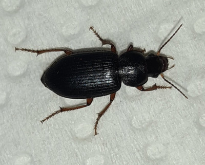 Schwarzer Körper, bräunliche Beinchen