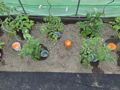 Tomaten.jpg