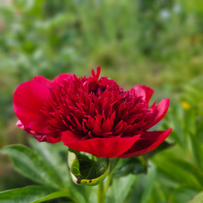 Paeonia Red Charm 20260509_154317.jpg