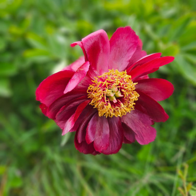Paeonia Illini Belle 20260509_154309.jpg