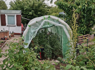Tomatentunnel 20260511.jpeg