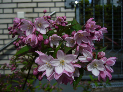 Kalmiendeutzie Blüte 1.JPG
