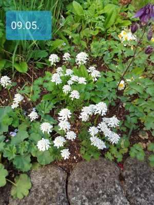 Schleifenblume