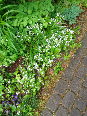 Waldmeister