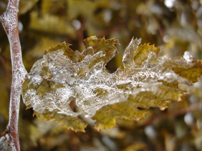 eisblatt.jpg