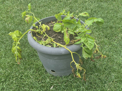 Kartoffeln_20260511.jpg