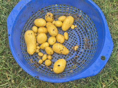 Kartoffeln_20260511_.jpg