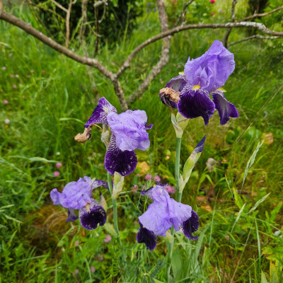 Rheintraube1920 G und K 20260512_102623.jpg