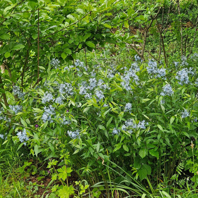 Amsonia tabernaemontana subsp. salicifolia 20260512_102906.jpg