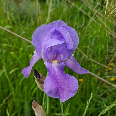 Odoratissima 20260506_173742.jpg