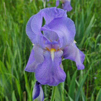 Iris pallida 20260509_154018.jpg