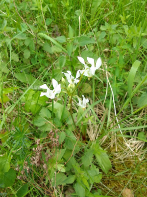 Götterblumen