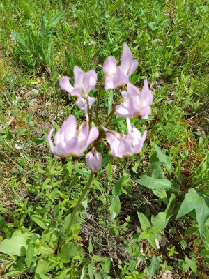 Dodecatheon