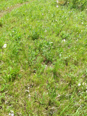 Blumenwiese