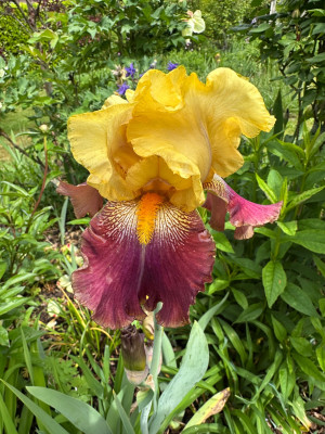 IMG_8397.jpeg
