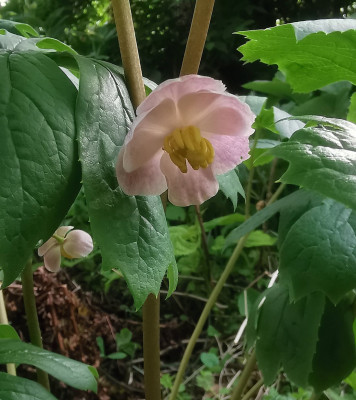 IMG_20260513_174153_Podophyllum peltatum Missouri Type.jpg