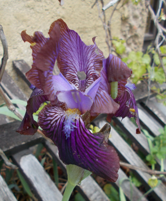 DSCN7334_Iris_Afrosiab.jpg
