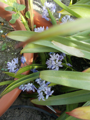 DSCN7325_Scilla_monophylla.jpg