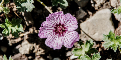 GERANIUM CINEREUM BALLERINA 1.jpg