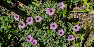 GERANIUM CINEREUM BALLERINA 2.jpg