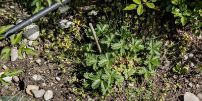POTENTILLA CRANTZII GOLDRAUSCH 1.jpg