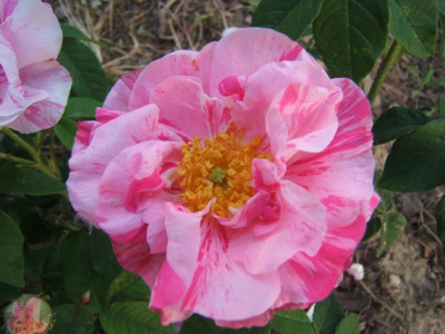 Versicolor_1.JPG