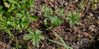 POTENTILLA CRANTZII GOLDRAUSCH 2.jpg