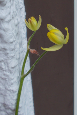DSCN7338_Albuca_tenuifolia.jpg