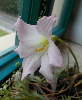 DSCN7340_Habranthus_robustus_x_Zephyranthes_primulina_F2.jpg