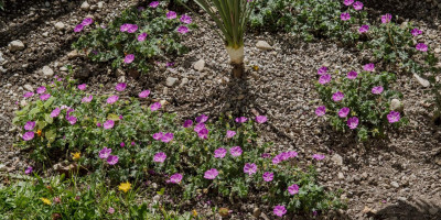 GERANIUM SANGUINEUM MAX FREI.jpg