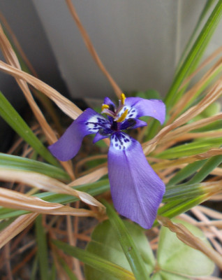 DSCN7312_Herbertia_lahue.jpg