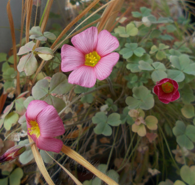 DSCN7311_Oxalis_obtusa.jpg