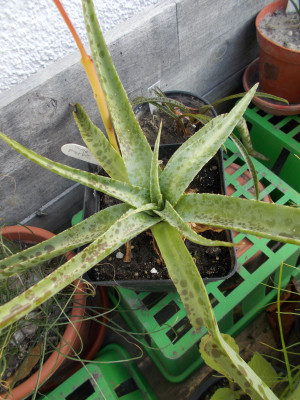 DSCN7093_Manfreda_maculosa_spotted_form.jpg