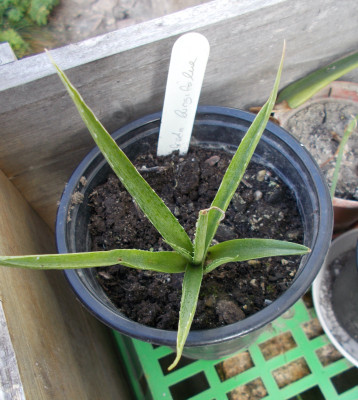 DSCN7094_Manfreda_longifolia.jpg