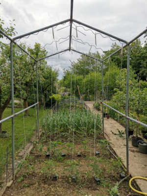 Tomaten 20260513.jpeg