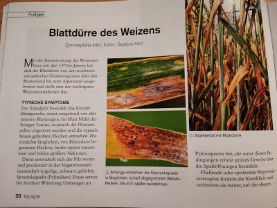 Septoria1.jpeg