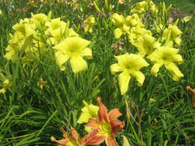 GT01-KL9.18_Slg._Zitroneneis_X_Yellow_Angel_19571.jpg