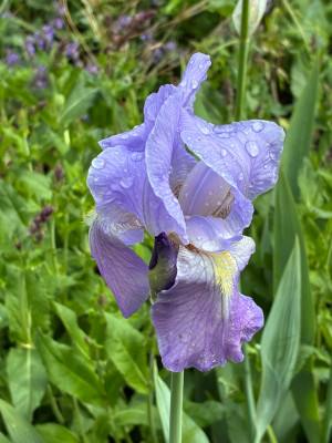 IMG_3248.jpeg