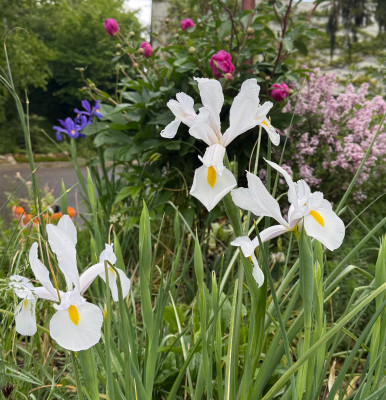 IMG_9095.jpeg