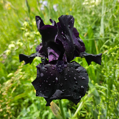welche Schwarze 20260514_141704.jpg