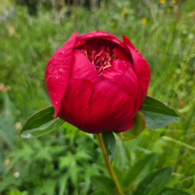 Paeonia Walter Mains 20260514_141926.jpg