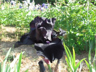 TB Before The Storm.JPG