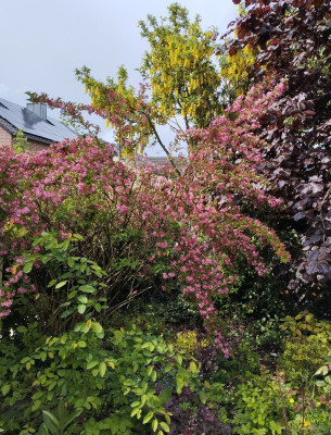 260514_Goldregen.jpg
