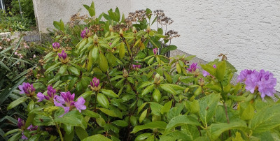 260514_Rhodo2.jpg