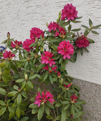 260514_Rhodo1.jpg