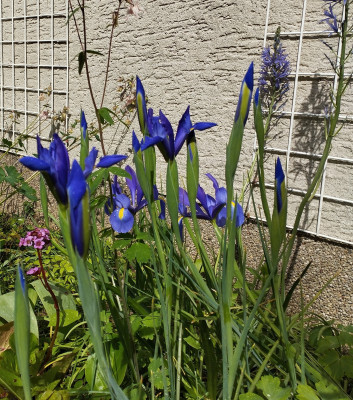 260514_Iris.jpg