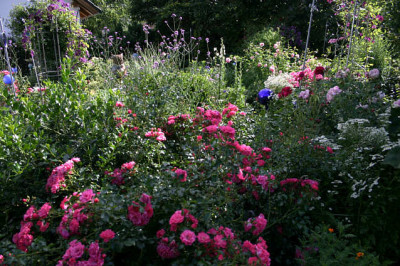 Rose_Heidetraum0207.jpg