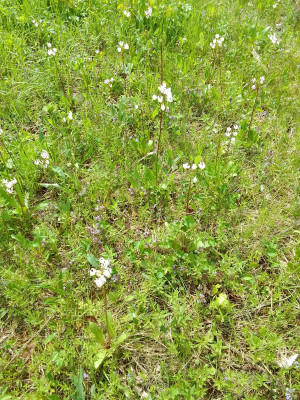 Wiese mit Götterblumen